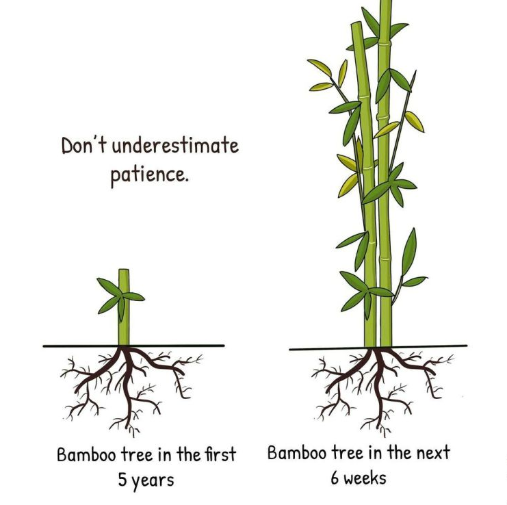 bamboo